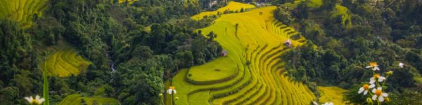 Rijstvelden in Azië reizen met FLY and BiKE Fietsreizen